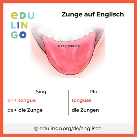 zunge englisch|More.